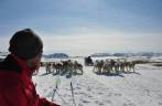 Encontro de dogsledings nos arredores de Ilulissat, na Groelândia